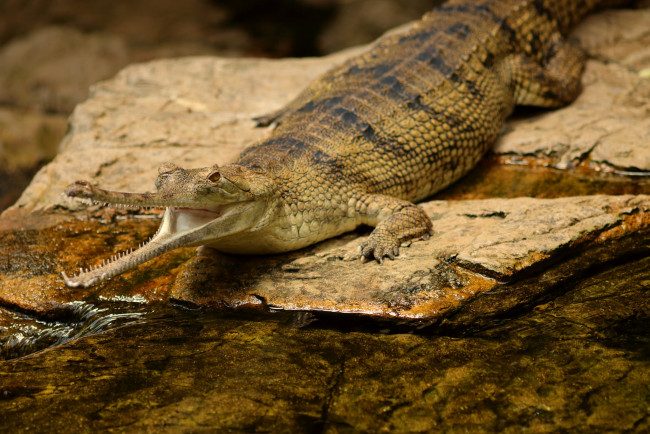 Обои картинки фото indian gharial crocodile, животные, крокодилы, хищник