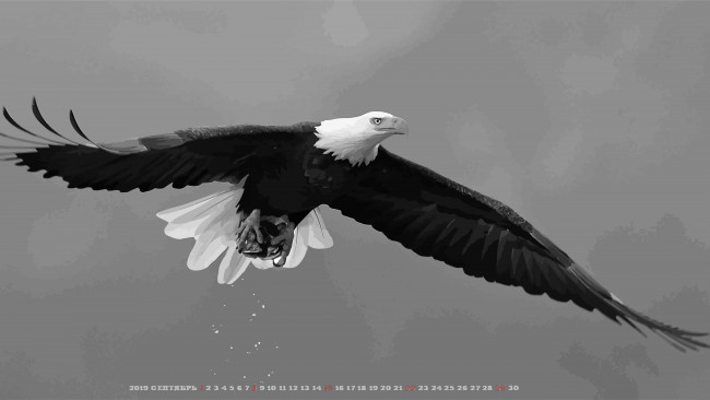 Обои картинки фото календари, рисованные,  векторная графика, птица, орел, хищник, полет, calendar, 2019