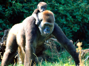 обоя piggyback, ride, western, lowland, gorilla, животные, обезьяны