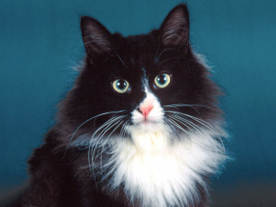 Картинка quigley siberian anton животные коты