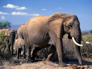 Картинка животные слоны