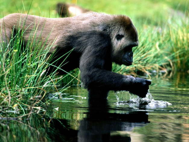 Обои картинки фото spring, break, gorilla, животные, обезьяны