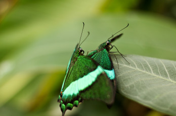 Картинка животные бабочки лист любовь процесс насекомые