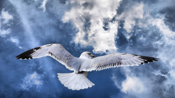 Картинка животные Чайки бакланы крачки чайка небо облака полёт