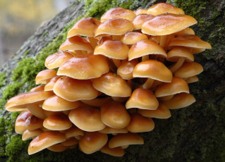 Картинка природа грибы дерево ствол
