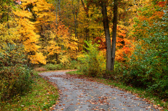 Картинка природа дороги дорога кусты осень лес