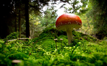 Картинка природа грибы мухомор лес трава