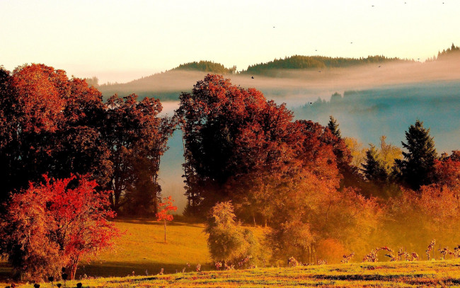 Обои картинки фото autumn, природа, деревья, осень, лес, утро, туман, горы