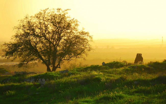 Обои картинки фото sunrise, природа, деревья, дерево, туман, утро, рассвет, поле