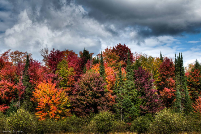 Обои картинки фото природа, лес, осень, разноцветный, тучи