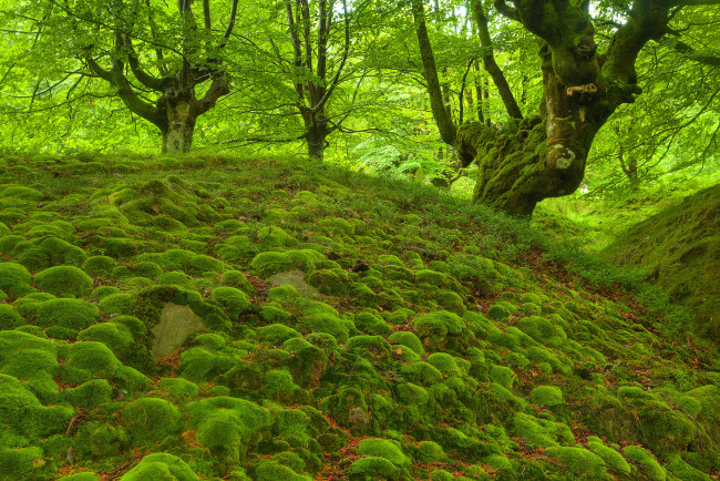 Обои картинки фото природа, лес, зелень, британский, камни, мох, деревья