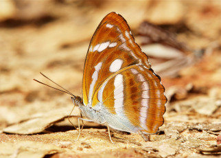 Картинка животные бабочки усики крылья бабочка itchydogimages макро