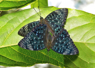 Картинка животные бабочки макро усики itchydogimages крылья