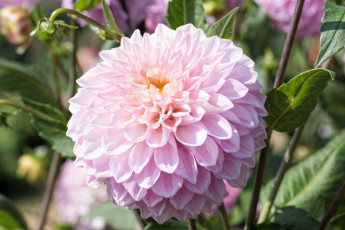 Картинка цветы георгины розовый георгин лепестки цветение