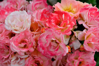 Картинка цветы розы чайные розовые много