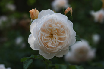 Картинка цветы розы роза бутон розовая цветение лепестки