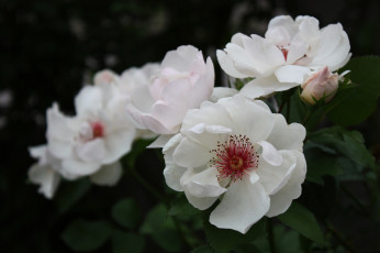 Картинка цветы розы лепестки бутон роза bud цветение rose листья blossoms leaves petals