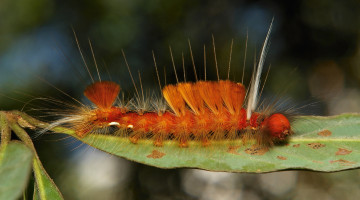 Картинка животные гусеницы мохнатая лист макро itchydogimages гусеница необычная