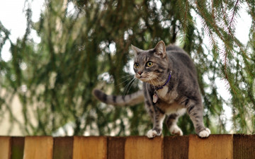 Картинка животные коты забор кот