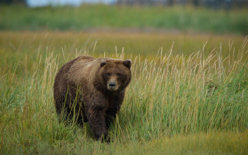 Картинка животные медведи трава медведь