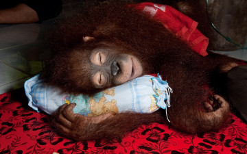 Картинка животные обезьяны сон