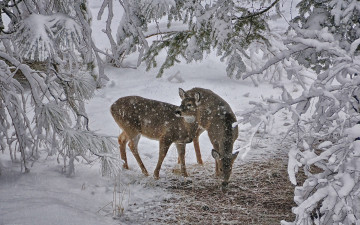 Картинка животные олени деревья снег