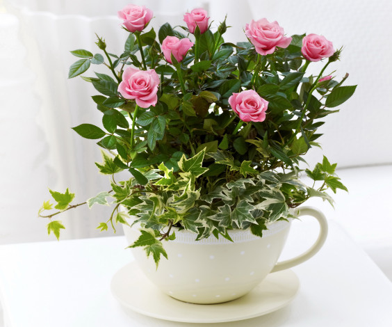 Обои картинки фото цветы, розы, розовые, чашка