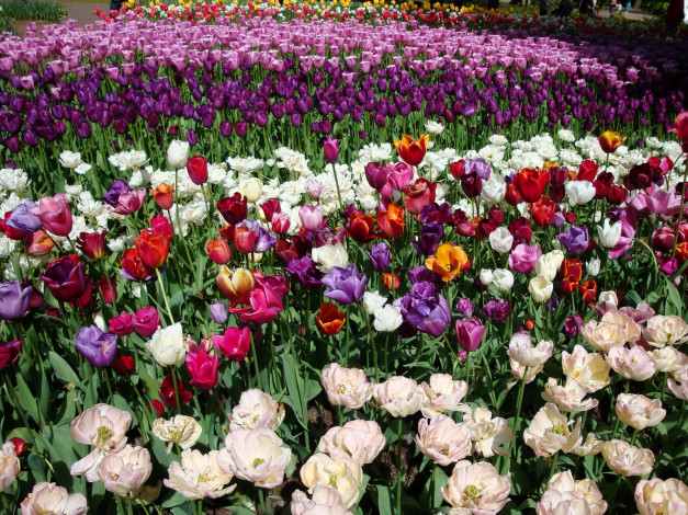 Обои картинки фото цветы, тюльпаны, парк, много, нидерланды
