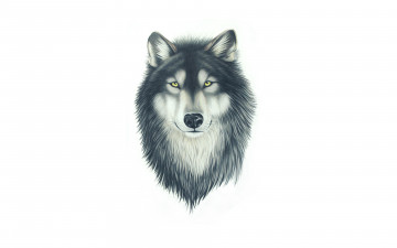 Картинка рисованное минимализм морда живопись wolf волк собака голова