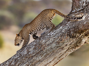 Картинка животные леопарды дерево дикая кошка леопард хищник