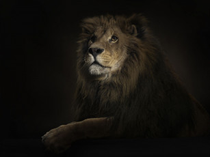 Картинка животные львы лев грива зверь