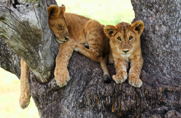 Картинка животные львы фон взгляд дерево кошки поза отдых львята дикие малыши кора лежит спит лапы ствол сон мошкара милахи львёнок львенок мордашка гнус два львенка