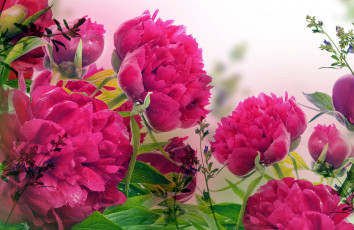 Картинка цветы пионы розовый