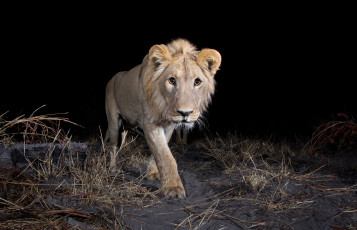 Картинка животные львы зверь лев ночь
