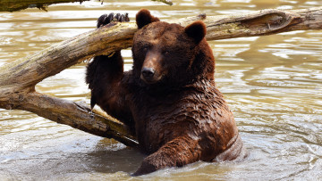 Картинка животные медведи взгляд купание медведь вода мокрый поза бурый морда мишка коряга водоем дикая природа