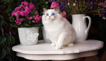 Картинка животные коты голубые глаза цветы кошка