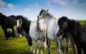 Картинка животные лошади табун поляна вороные белые