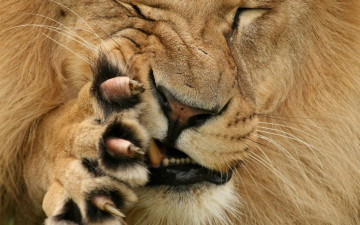 Картинка животные львы когти лапа лев морда