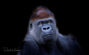 Картинка животные обезьяны western lowland gorilla обезьяна фон природа