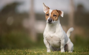 Картинка животные собаки лужайка джек-рассел-терьер ухо пес