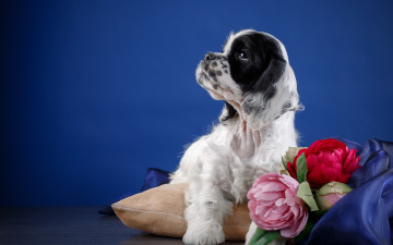 Картинка животные собаки спаниель порода щенок цветы