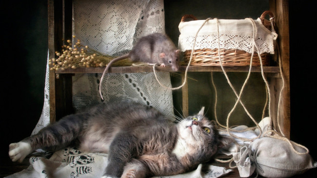 Обои картинки фото кошка и крыса, животные, разные вместе, кошки