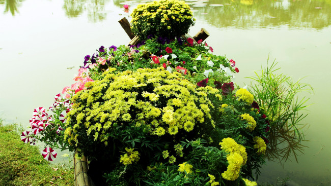 Обои картинки фото цветы, разные вместе, петунии, хризантемы