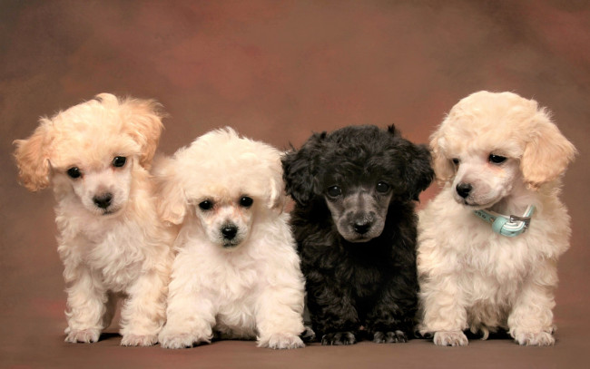 Обои картинки фото животные, собаки, черный, щенки, белые, пудели