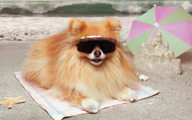 Обои картинки фото животные, собаки, море, шпиц, очки, подстилка, зонт, замок