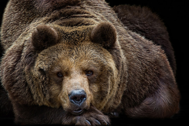 Обои картинки фото животные, медведи, медведь, бурый, гризли, кодьяк, животное, хищник, млекопитающее, хордовые