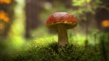 Картинка природа грибы осень лес гриб мох боке размытый фон масленок