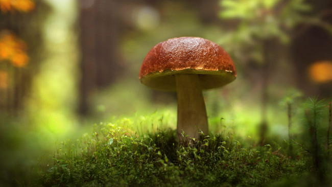 Обои картинки фото природа, грибы, осень, лес, гриб, мох, боке, размытый, фон, масленок