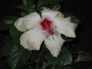 Картинка цветы гибискусы