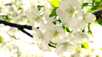 Картинка цветы цветущие деревья кустарники листья ветка бутоны цветение белые весна